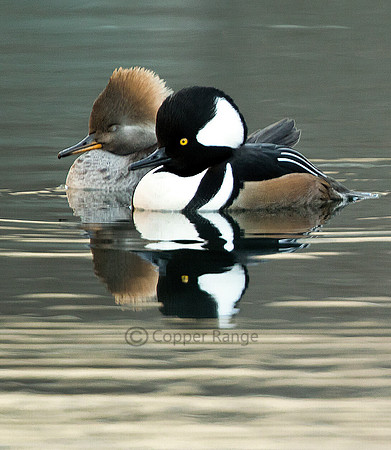 You're the One -- Male and Female Hooded Merganser