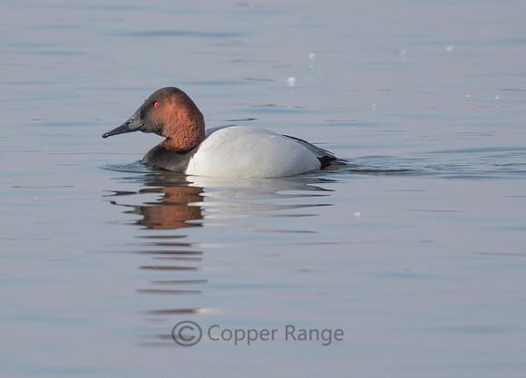 Canvasback - Male