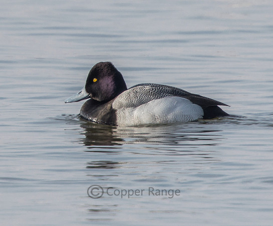 Lesser Scaup - Male