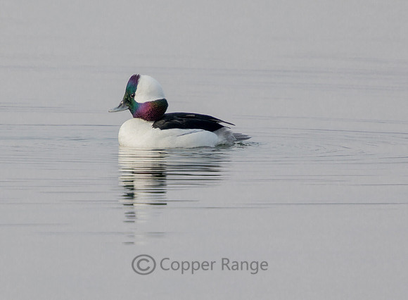 Bufflehead - Male