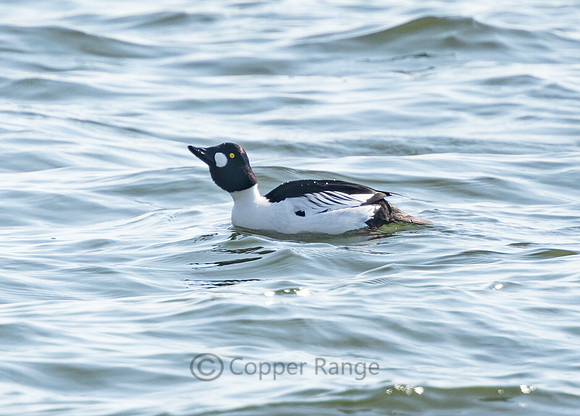 Goldeneye - Male