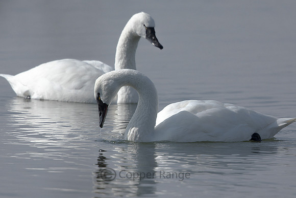 Tundra Swans - Adult Whistling