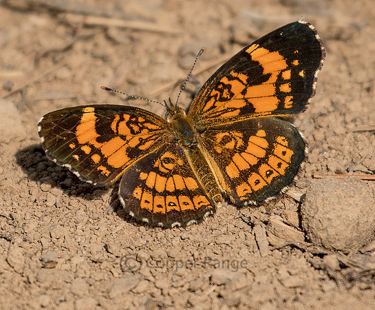 Silvery Checkerspot Butterfly