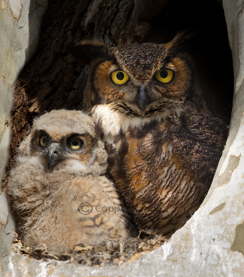 Family Portrait