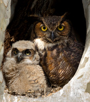 Great Horned Owl