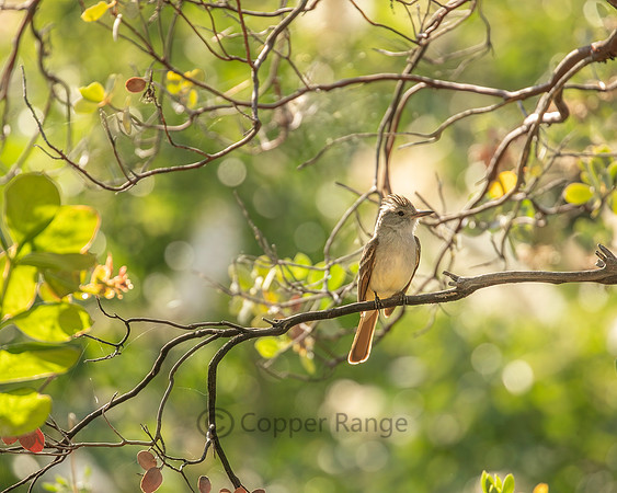 Ash-Throated Flycatcher