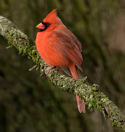 Male Northern Cardinal