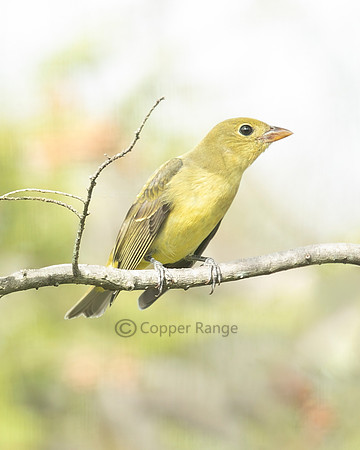 Non-breeding male or female Scarlet Tanager