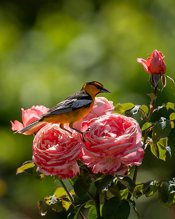 Bullock's Oriole