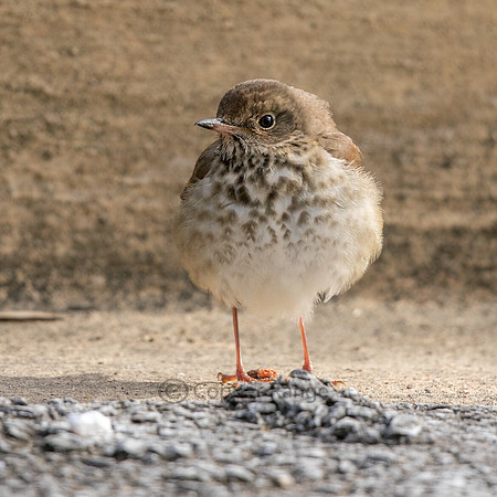 Hermit Thrush