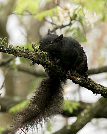 Melanistic Eastern Gray Squirrel