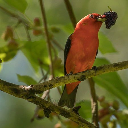 Male Scarlet Tanager