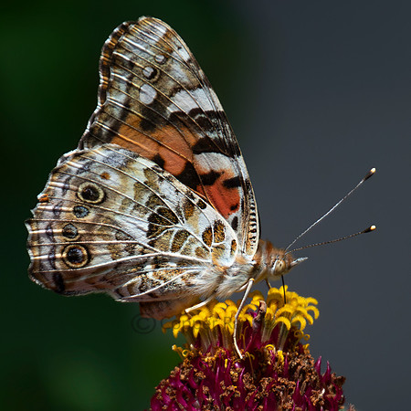 "Painted Lady" Butterfly
