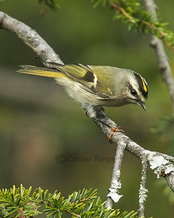 Golden Crowned Kinglet