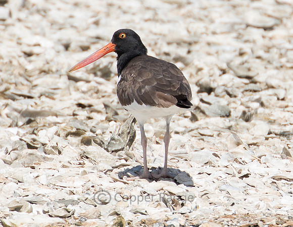 American Oystercatcher