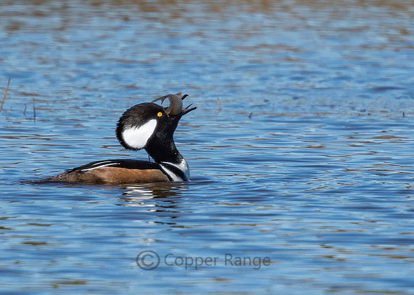 Rock Star -- Hooded Merganser