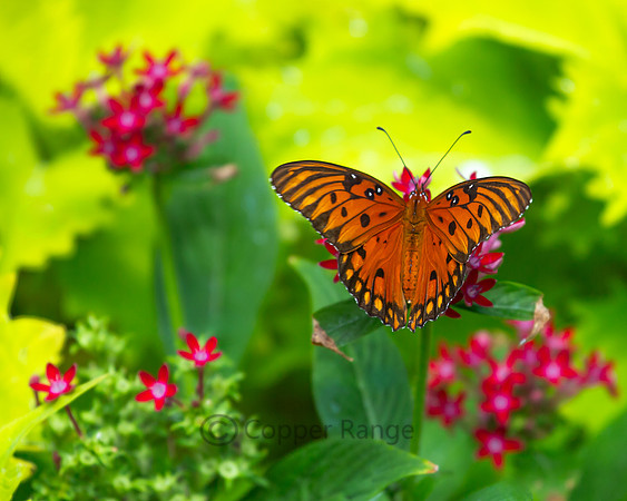 Gulf Frittilary Butterfly