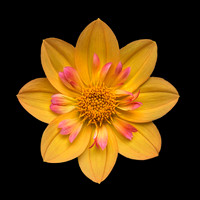 Dahlia