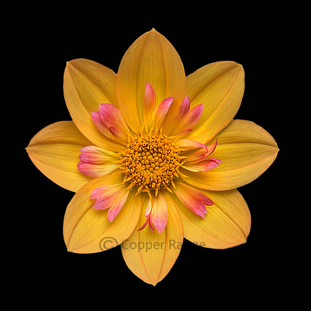 Dahlia