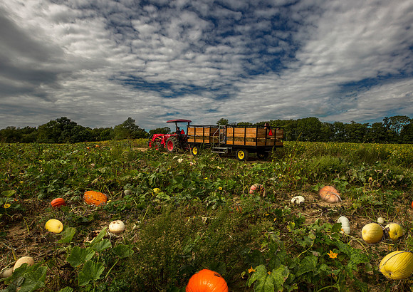 Celebrating the Harvest