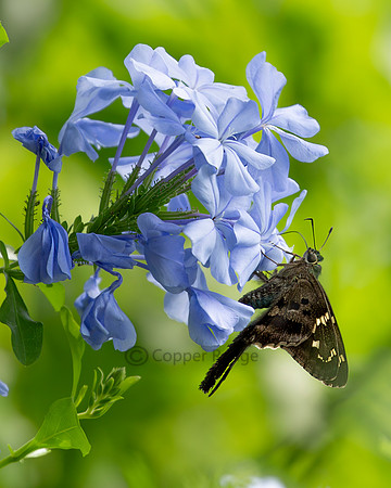 Long-tailed Skipper Butterfly
