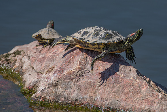 Red Eared Slider