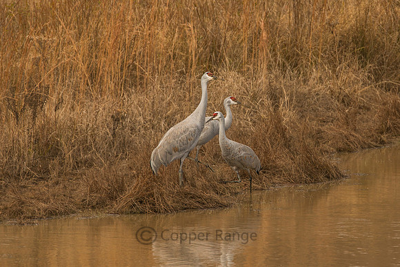Sandhill Cranes
