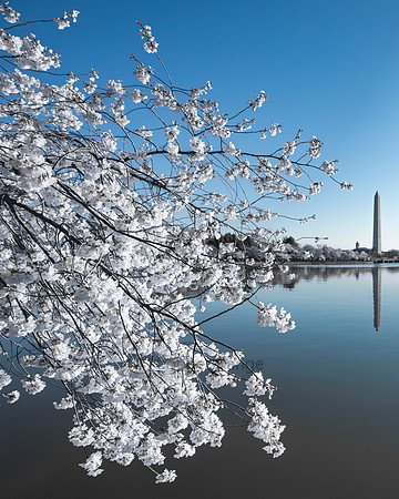Cherry Blossom Perfection