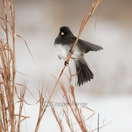 Dark-eyed Junco
