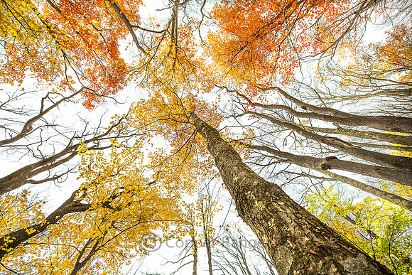 CANAAN VALLEY