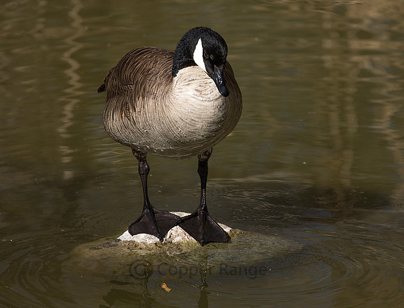 Canada Goose - In the Desert