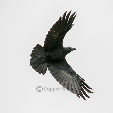 The Raven