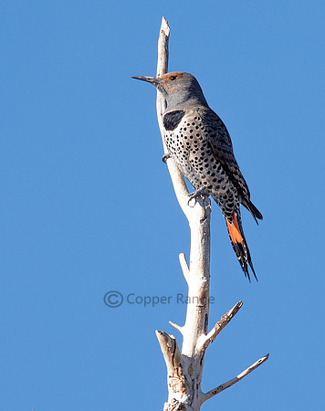 Red Shafted Northern Flicker