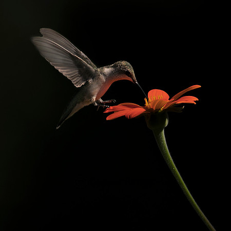 Ruby-throated Hummingbird