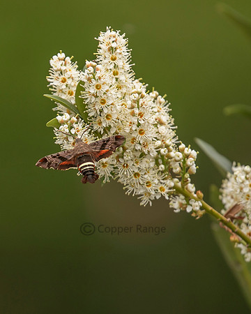 Nessus Sphinx Moth