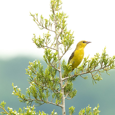 Orchard Oriole - Female