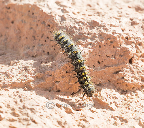 Buck Moth Caterpillar