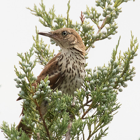 Brown Thrasher
