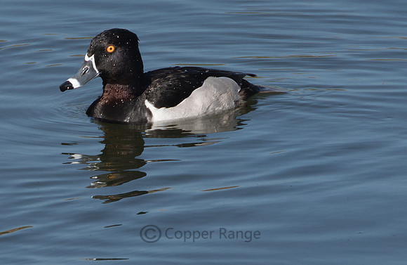 Ring Necked Duck - Male
