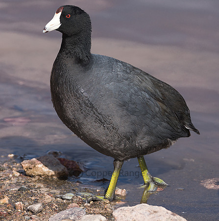 American Coot