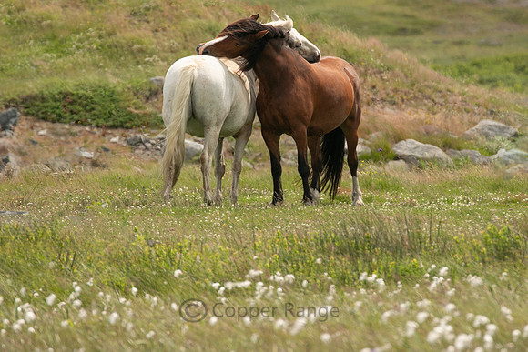 Newfoundland Wildlife