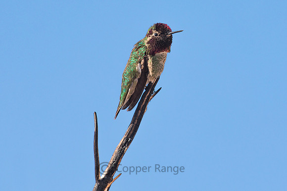 Anna's Hummingbird - Male