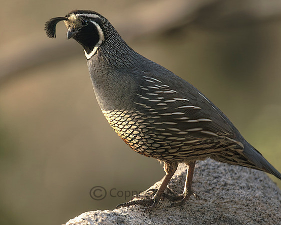 California Quail
