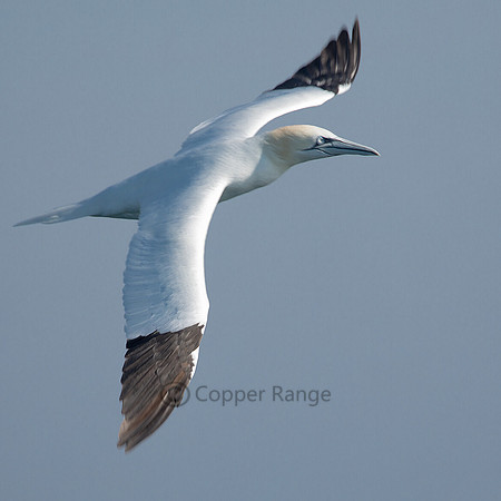 Northern Gannet