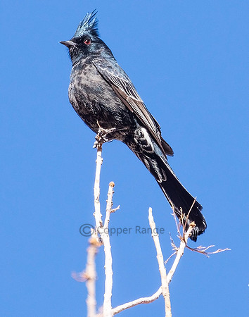 Phainopepla - Male