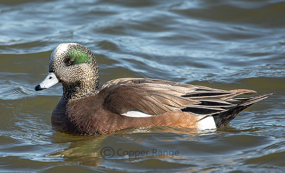 Wigeon