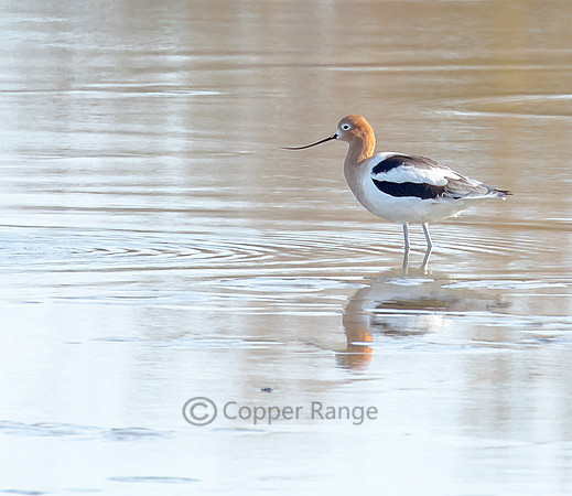 American Avocet