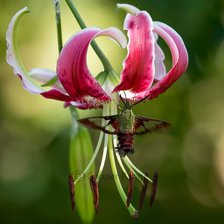Clearwing Hummingbird Moth