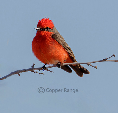 Vermillion Flycatcher - Male