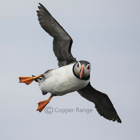 Flying Puffin